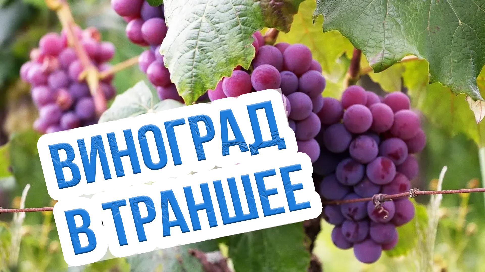 Виноград в траншее. Преимущества для Сибири. Как сделать траншею? Опыт эксперта А.С. Сидоровича смотреть онлайн