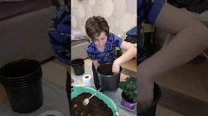 ПЕРЕСАДКА ТОМАТА "БАЛКОННОЕ ЧУДО"👌😊 Из 2-ух литрового горшочка в 5-ти литровый👍#томат#томаты#помидо