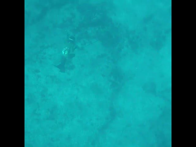 Spearfishing , Подводная охота.  КРАСИВАЯ ДЕВУШКА