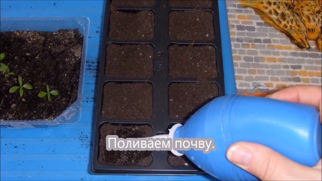 Флоксы от и до: посев, всходы, пикировка, посадка в открытый грунт, уход. смотреть онлайн