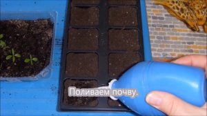 Флоксы от и до: посев, всходы, пикировка, посадка в открытый грунт, уход.