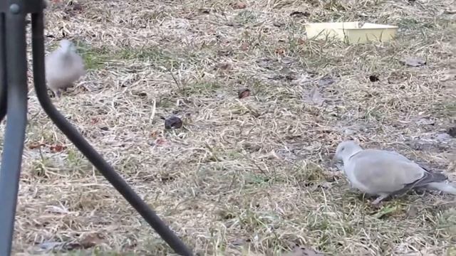 Горлицы- дикие Голуби .Птицы-смотрим и успокаиваем нервы.Наблюдать за птицами -отдых. смотреть онлайн