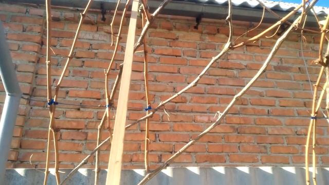 Обрезка винограда на беседке (перголе) смотреть онлайн