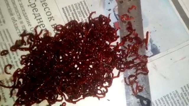 Насадочный мотыль вишневый смотреть онлайн