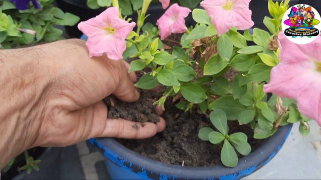 💐summer petunia💐multiflora mix 💐best petunia for summer💐creative nursery💐#creative gardening tips💐 смотреть онлайн
