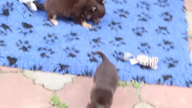 Щенки чихуахуа.Питомник смотреть онлайн