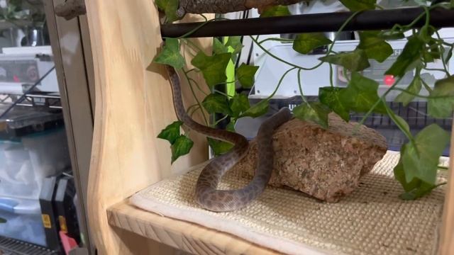 Children’s Python & Morelia bredli: Serpentes Sunday 30 January 2022 смотреть онлайн