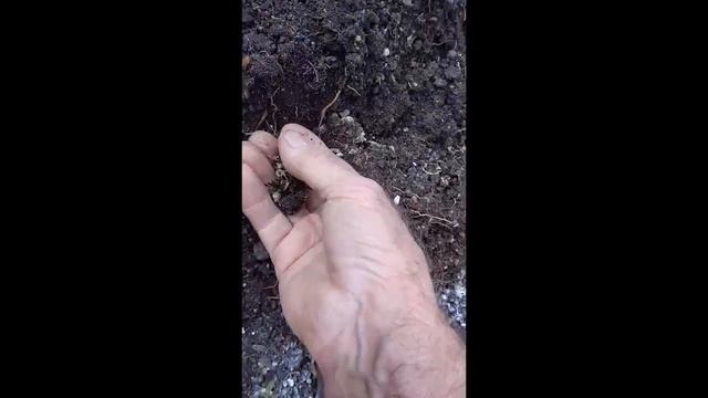 Греющий кабель и гречиха. Готовлю теплицу к зиме