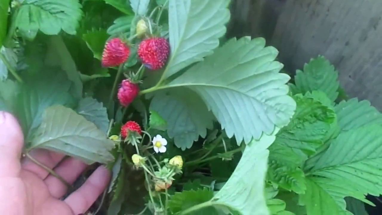 Ремонтантная Земляника - Выращивание и Уход на Урале. смотреть онлайн