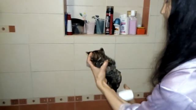 КАК БЕЗОПАСНО удалить БЛОХ у котёнка. ВИДЕО 1. смотреть онлайн