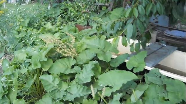 Лечение кисты печени лопухом. Салат из огурцов,из кабачков на зиму. смотреть онлайн
