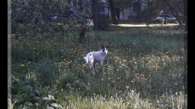 Москва. Срочно, Очень срочно нужен дом для подростка-щенка!! смотреть онлайн