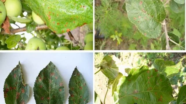 Чем обработать яблони после цветения от вредителей и болезней смотреть онлайн