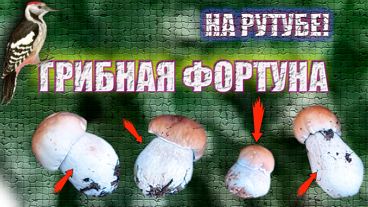 ГРИБНОЙ ЛИВЕНЬ | ПОРА БЕЛЫХ ГРИБОВ (ГРИБНИКИ В РАДОСТИ) смотреть онлайн