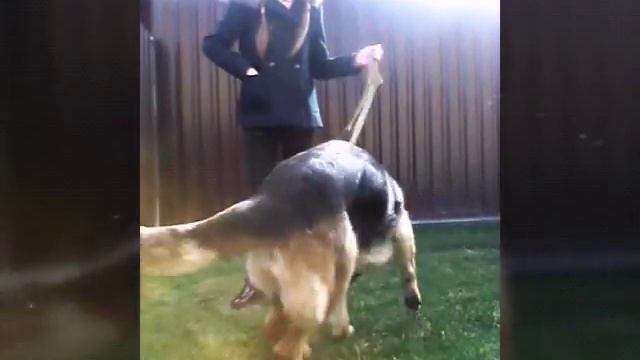 Дрессировка. Сидеть,лежать,рядом смотреть онлайн