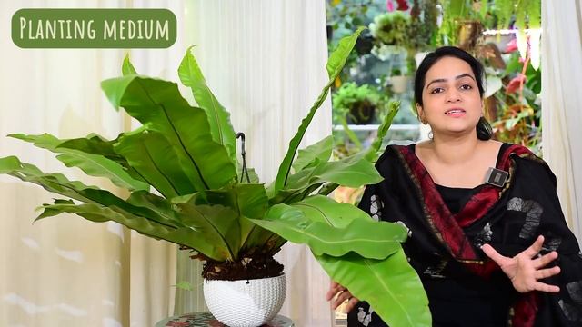 Birds Nest Fern (Asplenium Nidus) | Care and Info | Watering | Light | Fertilizer | Pests смотреть онлайн