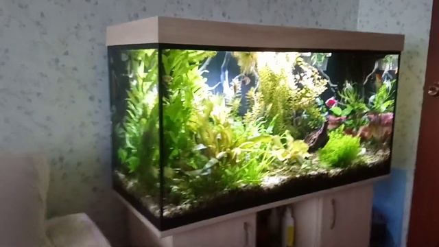 Тропический аквариум 200 литров 2 года 7 месяцев (последнее видео) смотреть онлайн