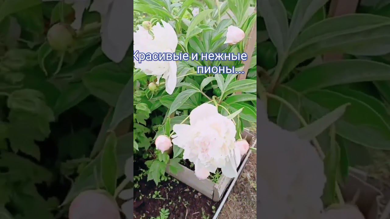 пионы смотреть онлайн