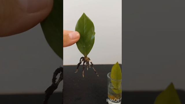 РАЗМНОЖЕНИЕ замиокулькаса ЛИСТОМ 100% результат. смотреть онлайн