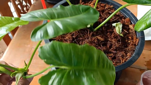 ตัดยอดเขียว philodendron burle marx - สวนข้างบ้าน смотреть онлайн
