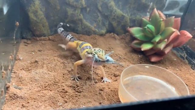 Приручение рептилий! смотреть онлайн