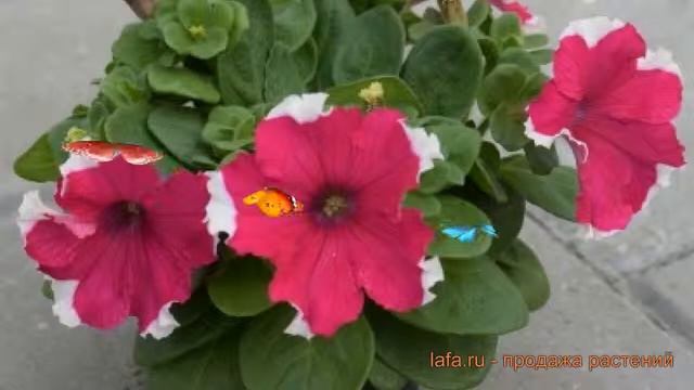 Петуния грандифлора Дримс Роуз Пикоти ? обзор: как сажать, семена петунии Дримс Роуз Пикоти смотреть онлайн