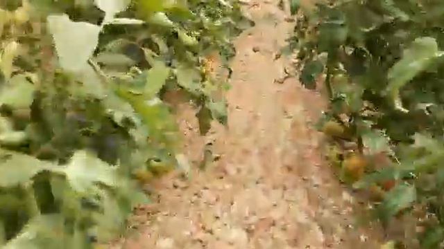 Сбор томата. Пинк Парадайс!#пинкпарадайс#томаты смотреть онлайн