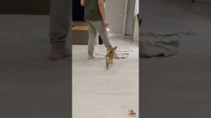 Дрессировка чихуахуа. Часть I.