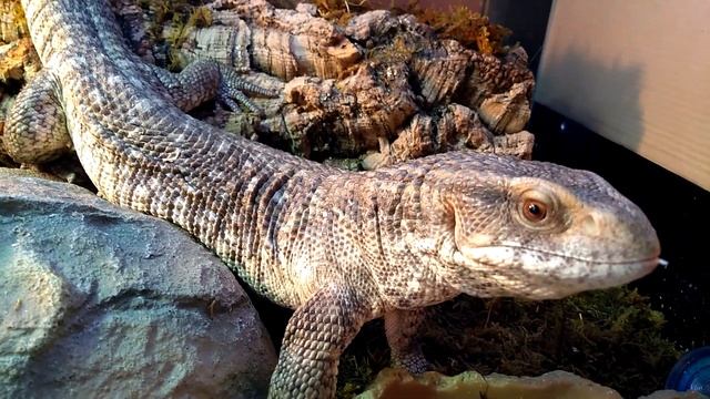 Капский варан ест перепелиные яйца смотреть онлайн