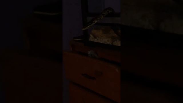 My ball Python slow poking his way out смотреть онлайн