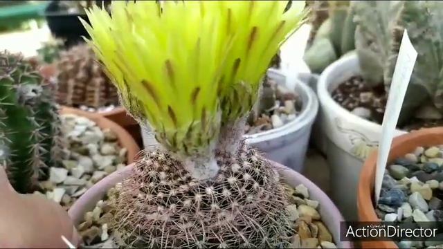 Кактус Пародия расцвел☀️ Cactus Parodia Blooming