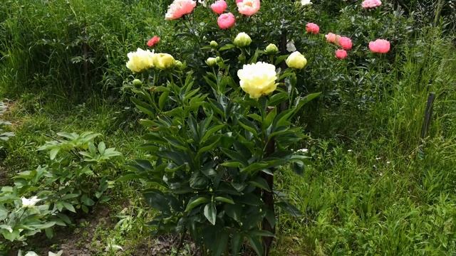 Мой Голдмайн. My Goldmine