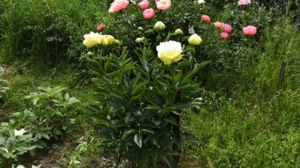 Мой Голдмайн. My Goldmine