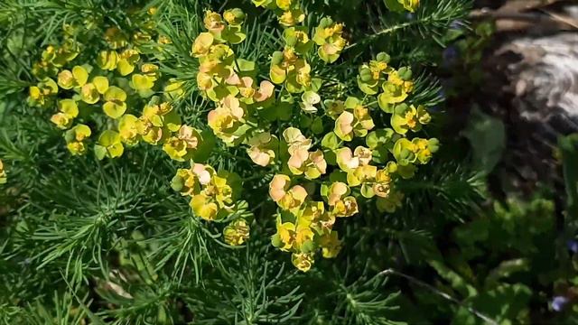 Розквітли польові квіти смотреть онлайн