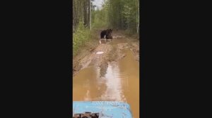 Якутия. Драка медведей. Эпичный бой. Косолапые борцы. Бурые медведи.