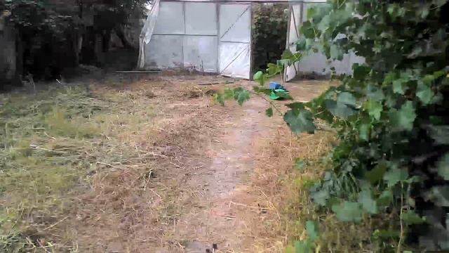 Редис на осень в открытом грунте. Обзор огурца. смотреть онлайн