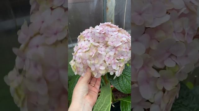 Гортензия Авангард/Притенение теплицы смотреть онлайн