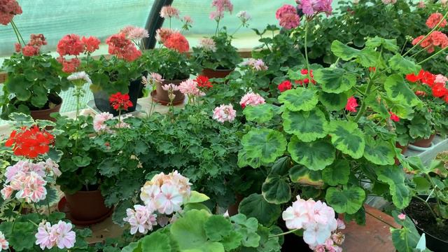 10 ПРИЧИН чому ЖОВТІЄ листя в ПЕЛАРГОНІЙ ,як рятувати смотреть онлайн