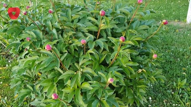 Kako da vaš božur procvjeta - sve o uzgoju božura смотреть онлайн