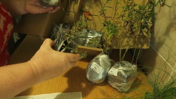 РАСПАКОВКА С ИНТЕРНЕТ-МАГАЗИНА "САДЫ ЭДЕМА"