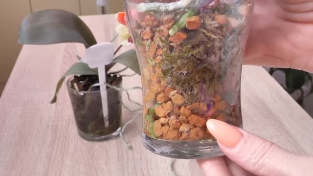 Орхидея за 100 рублей / Аббу обновила. Из старой орхидеи НОВАЯ. смотреть онлайн