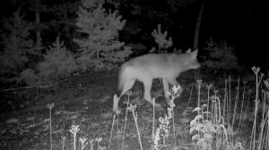 Всё самое интересное о волках!
