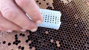 Подсадка чистопородных, репродуктивных маток