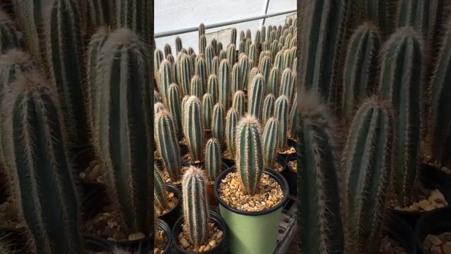 Pilosocereus Albisummus And Other Pilo's