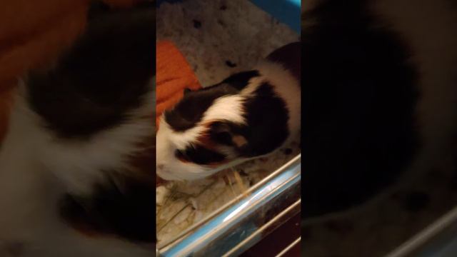 piggy wig смотреть онлайн
