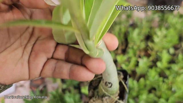 ₹100 Starting Price | Grafted Adenium Online Sell in Wholesale Price | 500+ Obesum New Colours смотреть онлайн