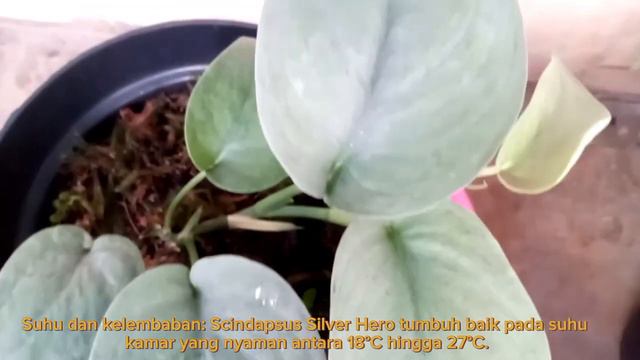 Tanaman Cantik Scindapsus Silver Hero