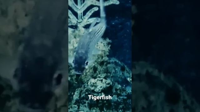 African Tigerfish Hydrocynus смотреть онлайн