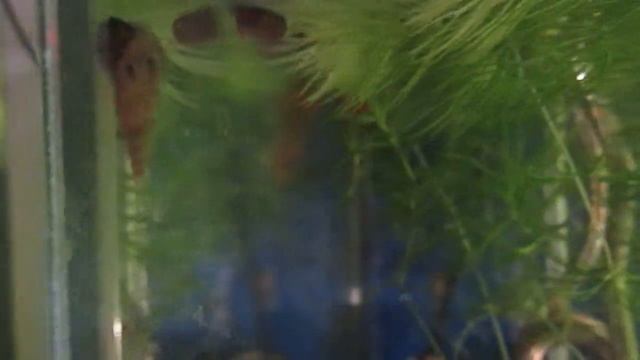 ФИЗЫ САМАЯ СКРЫТНАЯ УЛИТКА смотреть онлайн