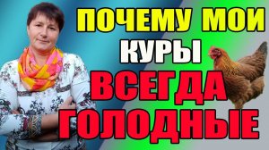 Почему мои куры всегда голодные.